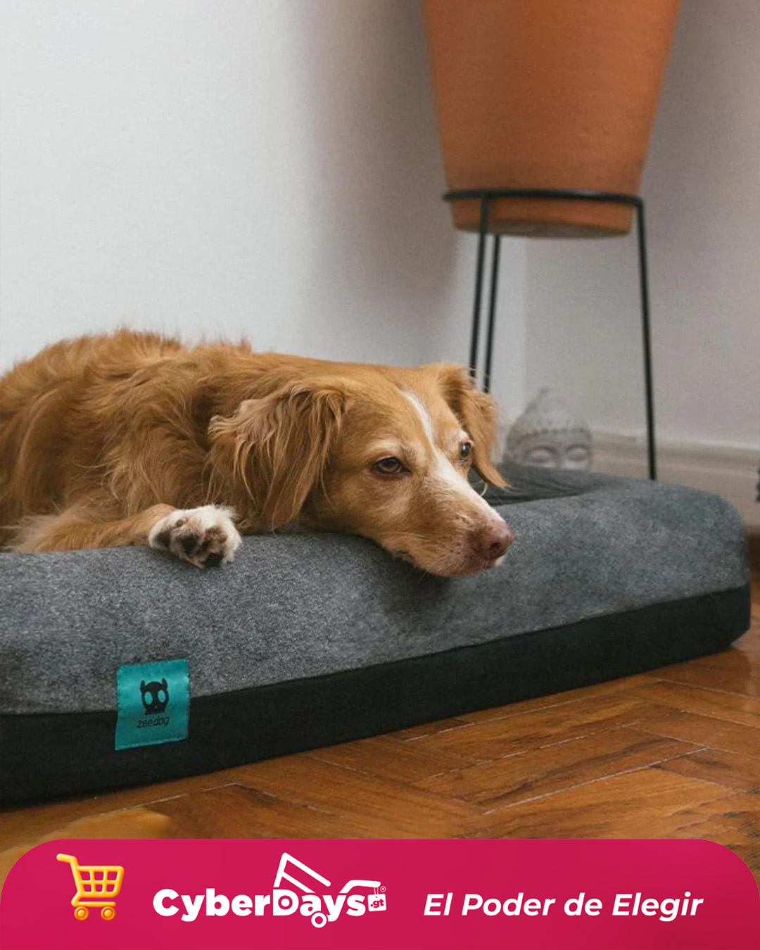 CyberDays 2025. Ofertas de Doghood Guatemala