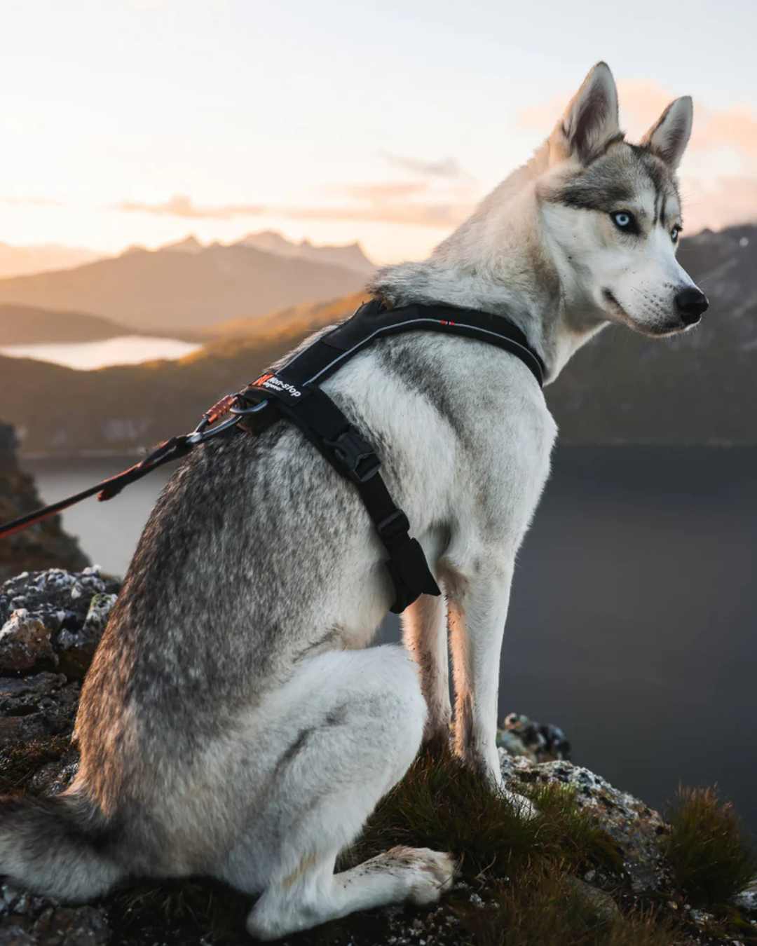 CyberDays 2025. Ofertas de elDooG